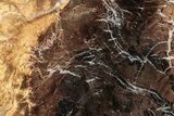 Jurassic Purbeck Fossil Wood Slab - Dorset, England #285020-1